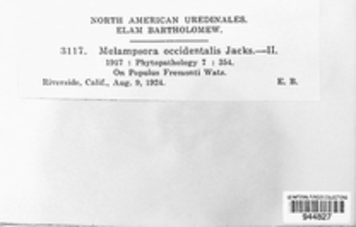 Melampsora occidentalis image